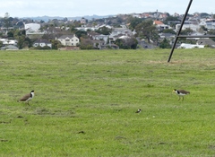 Vanellus miles novaehollandiae