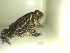 Anaxyrus fowleri