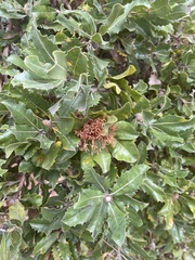 Banksia ilicifolia