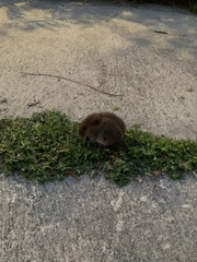 Microtus pennsylvanicus