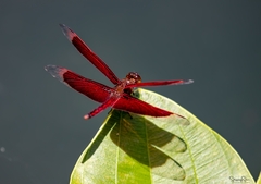 Neurothemis ramburii