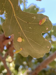 Atrusca clavuloides