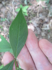 Doellingeria infirma