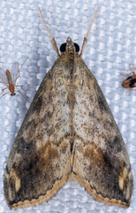 Evergestis rimosalis