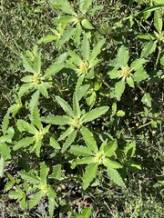 Euphorbia davidii