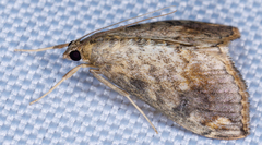 Evergestis rimosalis