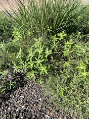 Euphorbia davidii