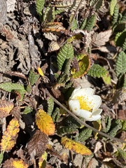Dryas hookeriana