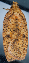 Agonopterix pulvipennella