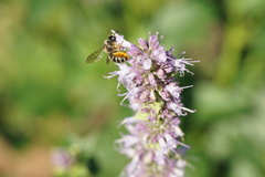 Megachilinae