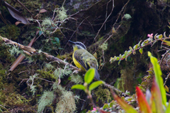Myiodynastes hemichrysus