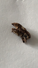 Lamiinae