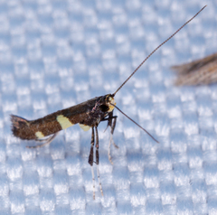 Caloptilia bimaculatella