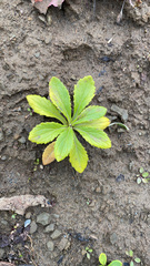 Senecio pseudoarnica