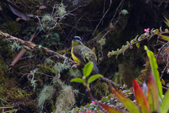 Myiodynastes hemichrysus
