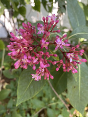 Fuchsia arborescens