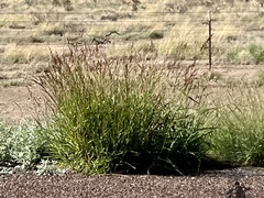 Sorghum halepense
