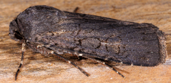 Euxoa velleripennis