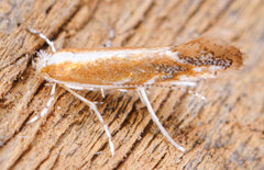 Cremastobombycia solidaginis