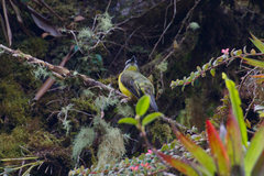 Myiodynastes hemichrysus