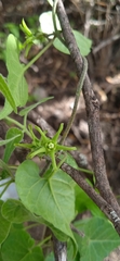 Chthamalia tehuacana