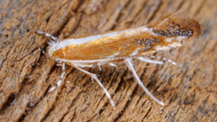 Cremastobombycia solidaginis