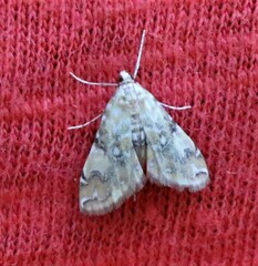 Elophila gyralis