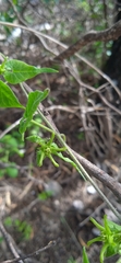 Chthamalia tehuacana