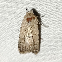 Caradrina clavipalpis