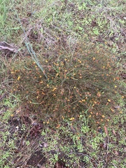 Isotropis cuneifolia