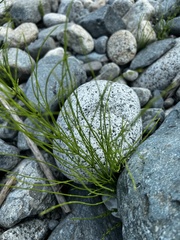 Equisetum palustre