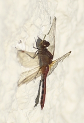 Sympetrum internum