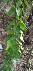 Chthamalia tehuacana