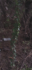 Chthamalia tehuacana