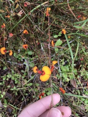 Isotropis cuneifolia