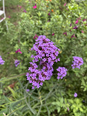 Verbena bonariensis