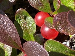 Arctous rubra
