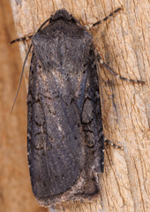 Euxoa velleripennis
