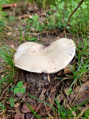 Agaricus bitorquis