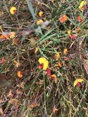 Isotropis cuneifolia