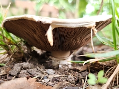 Agaricus bitorquis