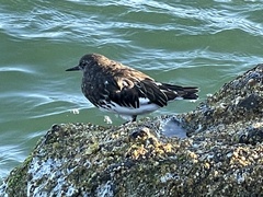 Arenaria melanocephala