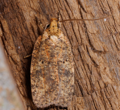 Agonopterix pulvipennella