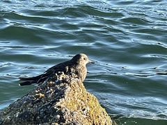 Arenaria melanocephala