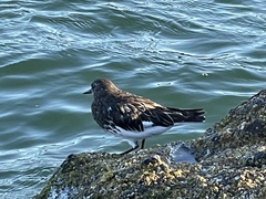 Arenaria melanocephala