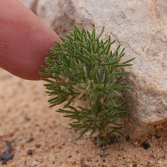 Eriospermum paradoxum