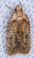 Agonopterix pulvipennella