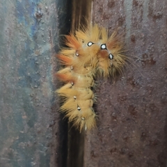 Acronicta aceris