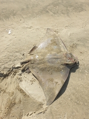 Myliobatis tenuicaudatus