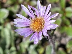 Erigeron humilis
